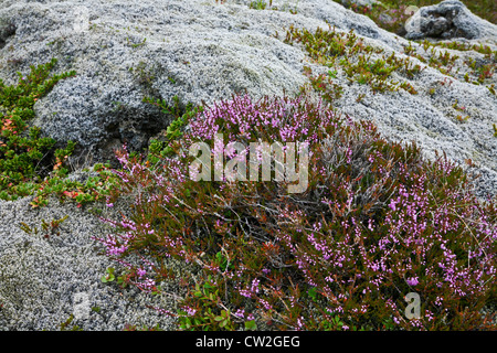 Renne e timo selvatico praecox ssp. arcticus fiori crescente tra la lava in il paesaggio naturale di Islanda, Europa, prodotti botanici, immagini di messa a terra Foto Stock