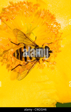 Hoverfly (Myathropa florae) su rosa di Sharon Foto Stock