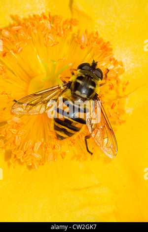 Hoverfly (Myathropa florae) su rosa di Sharon Foto Stock
