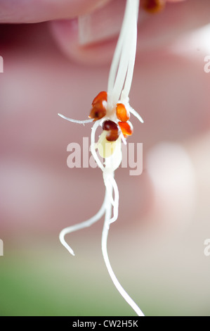 Mano che tiene i germogli Foto Stock