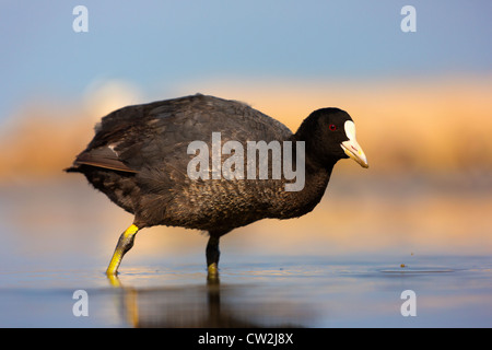 Eurasian Coot(fulica atra)fame Foto Stock