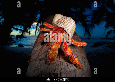 Il Granchio eremita (Anomura spp) sullo stelo di coconut Palm tree. Seicelle Foto Stock