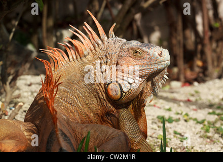 Grande rettile maschio (Iguana iguana), 5 piedi lunghi e arancio, trasforma la fotocamera nella giungla di Cozumel, Quintana Roo, Messico. Foto Stock