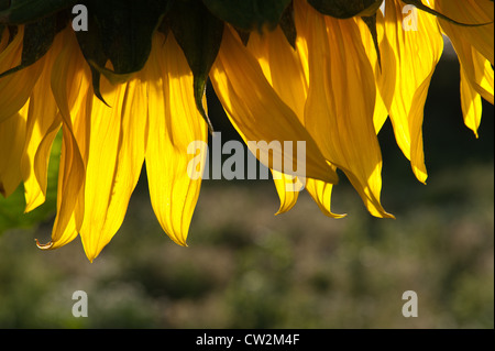 La mattina presto del sole campo di girasoli pieno fiore fiore UK con un luminoso cielo blu la forte luce solare Foto Stock