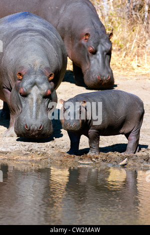 Due hippos adulti e un bambino a bordo del fiume Foto Stock