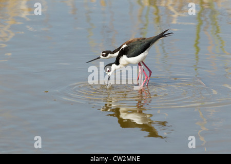 Nero a collo Stilt (American race) - corteggiamento Himantopus himantopus mexicanus South Padre Island Texas, Stati Uniti d'America BI023344 Foto Stock