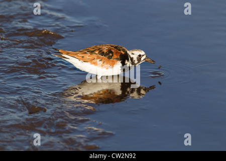 Turnstone - Bere Arenaria interpres South Padre Island Texas, Stati Uniti d'America BI023424 Foto Stock