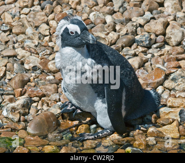 Nero Footed/Pinguino africano (Spheniscus demersus) moulting Foto Stock
