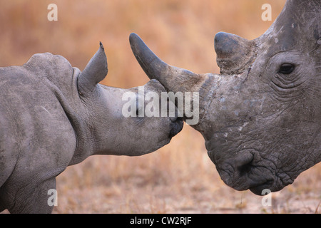 Baby rinoceronte bianco nuzzling sua madre Foto Stock