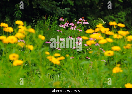 Purple Coneflower (Echinacea angustifolia) con heliopsis, maggiore Sudbury, Ontario, Canada Foto Stock