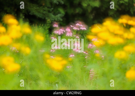 Purple Coneflower (Echinacea angustifolia) con heliopsis, maggiore Sudbury, Ontario, Canada Foto Stock