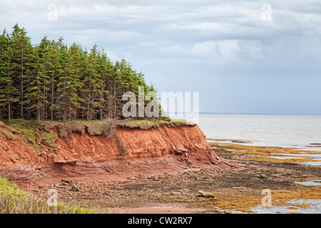 Rosso rupe di arenaria sormontato da abeti essendo erosa dagli elementi. Sul lato sud della rurale di Prince Edward Island, C Foto Stock