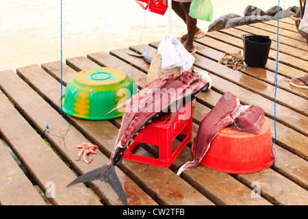 Pesce fresco e fisherman in Santa Maria, Isola di Sal, Capo Verde africa Foto Stock