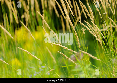 Piume ornamentali erba Reed (Calamagrostis acutiflora) var Karl Foerster's., maggiore Sudbury, Ontario, Canada Foto Stock