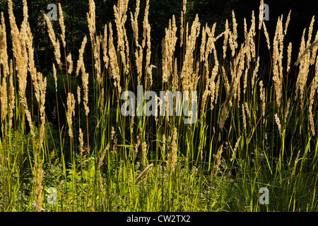 Piume ornamentali erba Reed (Calamagrostis acutiflora) var Karl Foerster's., maggiore Sudbury, Ontario, Canada Foto Stock