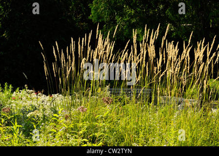 Piume ornamentali erba Reed (Calamagrostis acutiflora) var Karl Foerster's., maggiore Sudbury, Ontario, Canada Foto Stock