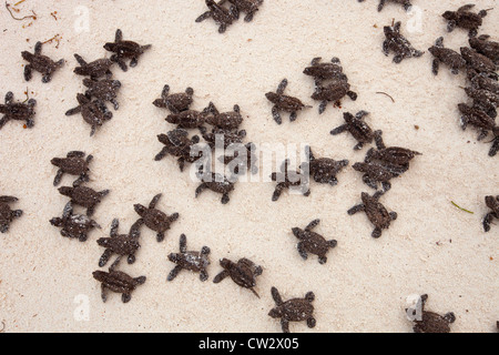 Tartaruga embricata (Eretmochelys imbricata). Specie in via di estinzione.Seychelles Foto Stock