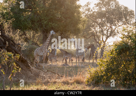 Giraffa Thornicraft Luangwa Valley Foto Stock