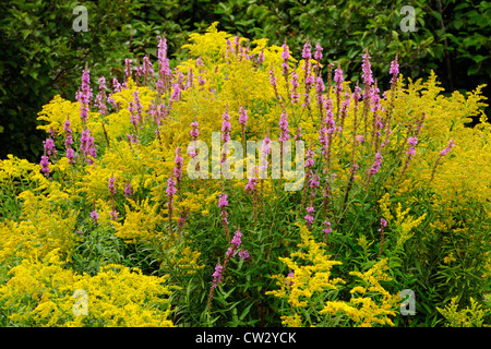 Purple loosestrife (Lythrum salicaria) oro (Solidago spp.) Manitoulin Island- Sheguiandah, Ontario, Canada Foto Stock