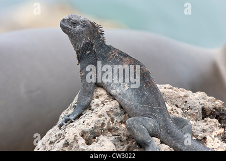 Iguana marina (Amblyrhynchus cristatus) adulto poggiante su rocce laviche in le isole Galapagos, Ecuador, Sud America Foto Stock