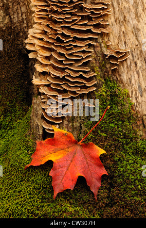 Fungo della staffa e caduti maple leaf, Algonquin Provincial Park, Ontario, Canada Foto Stock