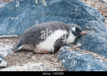 Pinguino gentoo (Pygoscelis papua) singolo pulcino lanuginosa giacenti da soli sul terreno, dormire, vaporetto punto, Antartide Foto Stock