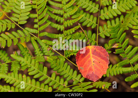 Autunno aspen giacenti in foglia caduta su bracken fern fronde, maggiore Sudbury, Ontario, Canada Foto Stock