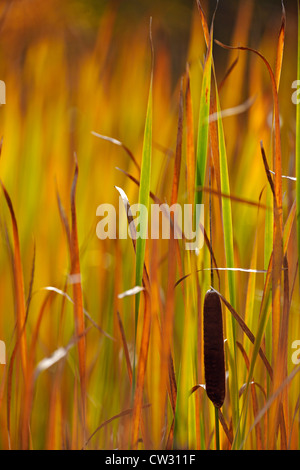 Tifa (Typha latifolia) colonia in colori autunnali, Rosseau, Ontario, Canada Foto Stock