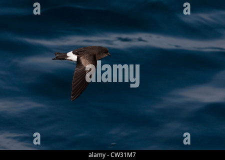 Il Wilson's Storm-Petrel (Oceanites oceanicus oceanicus) in volo sopra il mare Scotia. Foto Stock