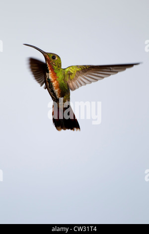 Verde-breasted Mango (Anthracothorax prevostii gracilirostris), verde-breasted sottospecie, maschio immaturo Foto Stock