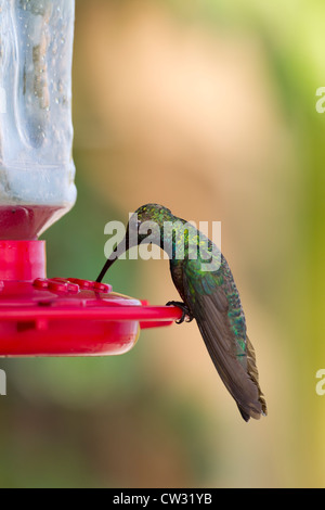 Verde-breasted Mango (Anthracothorax prevostii gracilirostris), verde-breasted sottospecie, maschio Foto Stock