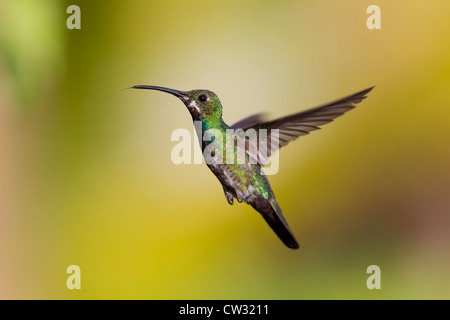 Verde-breasted Mango (Anthracothorax prevostii gracilirostris), verde-breasted sottospecie, maschio immaturo Foto Stock