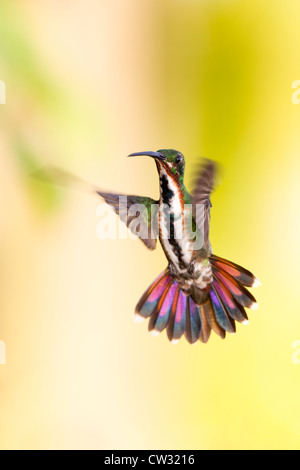 Verde-breasted Mango (Anthracothorax prevostii gracilirostris), verde-breasted sottospecie, maschio immaturo Foto Stock