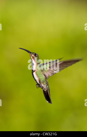 Verde-breasted Mango (Anthracothorax prevostii gracilirostris), verde-breasted sottospecie, maschio immaturo Foto Stock