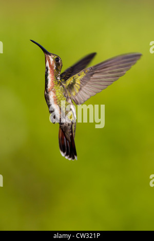 Verde-breasted Mango (Anthracothorax prevostii gracilirostris), verde-breasted sottospecie, maschio immaturo Foto Stock