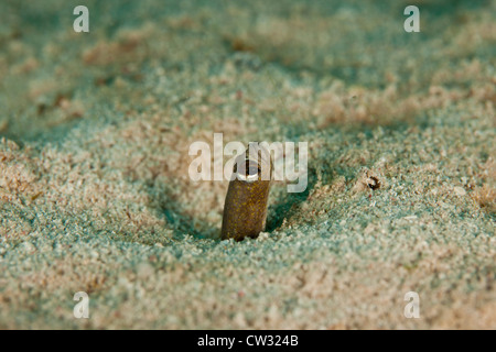 Giardino marrone anguilla (Heteroconger longissimus) raggiungerà il picco della sabbia su un tropical Coral reef al largo dell'Isola di Roatan, Honduras. Foto Stock