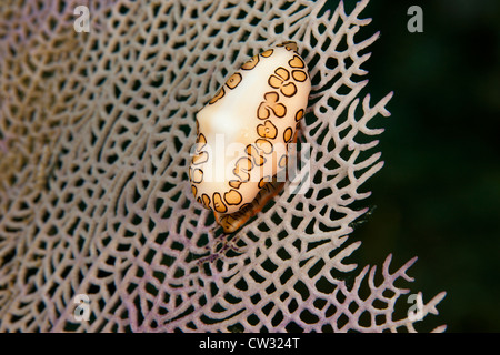 Flamingo Tongue (Cyphoma gibbosum) alimentazione su un mare comune ventola (Gorgonia ventalina) fuori dell'Isola di Roatan, Honduras. Foto Stock