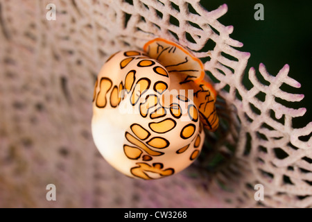 Flamingo Tongue (Cyphoma gibbosum) alimentazione su un mare comune ventola (Gorgonia ventalina) fuori dell'Isola di Roatan, Honduras. Foto Stock