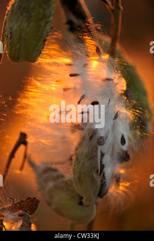Milkweed comune (Asclepias syriaca) sementi di scoppio baccelli, Manitoulin è. Mindemoya, Ontario, Canada Foto Stock
