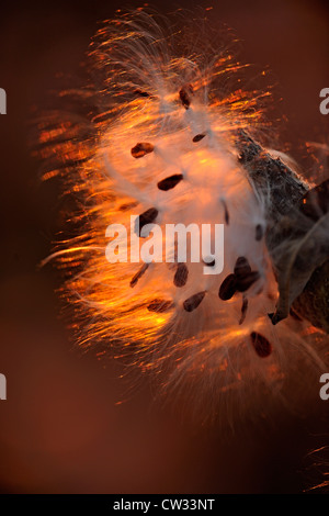 Milkweed comune (Asclepias syriaca) sementi di scoppio baccelli, Manitoulin è. Mindemoya, Ontario, Canada Foto Stock