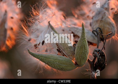 Milkweed comune (Asclepias syriaca) sementi di scoppio baccelli, Manitoulin è. Mindemoya, Ontario, Canada Foto Stock