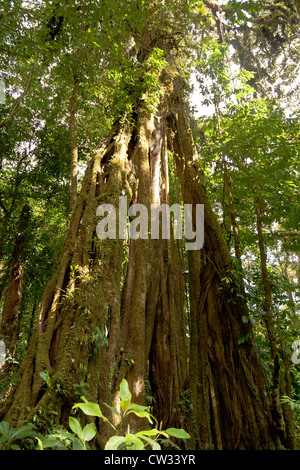 Monteverde, Guanacaste: quasi travolgente crescita verde e circondano i visitatori a Monteverde Cloud Forest Preserve. Foto Stock