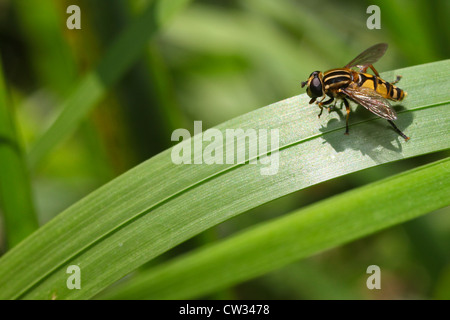 Hoverfly seduto su erba, mimetismo insetti in volo al passaggio del mouse Foto Stock