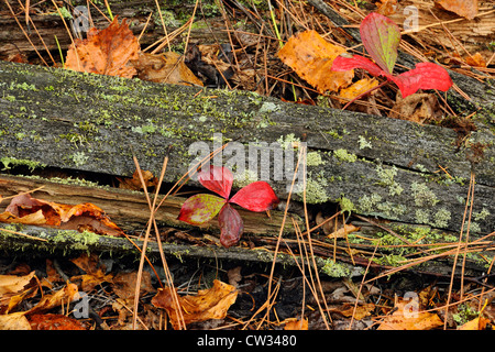 Bunchberry (Cornus canadensis) le foglie in autunno con foglie di lettiera e registri di decadimento, maggiore Sudbury, Ontario, Canada Foto Stock