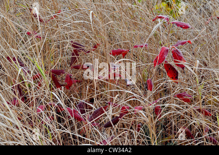 Erbe e northern wild raisin foglie (Vibernum casssinoides) in autunno, maggiore Sudbury, Ontario, Canada Foto Stock