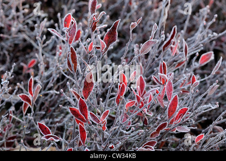 Lowbush mirtillo (Vaccinium angustifolium) smerigliati Foglie di autunno, maggiore Sudbury, Ontario, Canada Foto Stock