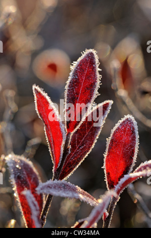 Lowbush mirtillo (Vaccinium angustifolium) smerigliati Foglie di autunno, maggiore Sudbury, Ontario, Canada Foto Stock