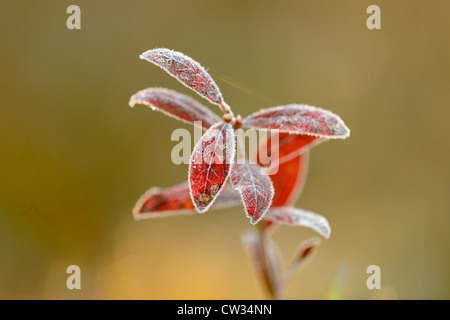 Lowbush mirtillo (Vaccinium angustifolium) smerigliati Foglie di autunno, maggiore Sudbury, Ontario, Canada Foto Stock