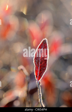 Lowbush mirtillo (Vaccinium angustifolium) smerigliati Foglie di autunno, maggiore Sudbury, Ontario, Canada Foto Stock