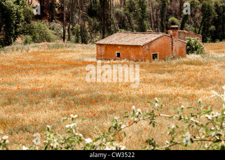 Vecchio rovinato farm house nel campo di erba selvatica e di papavero. Andalusia, Spagna, Europa. Foto Stock